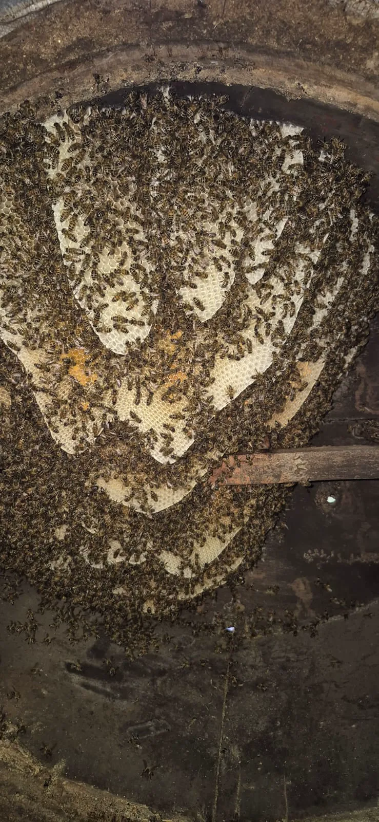 Bee hive and honey production